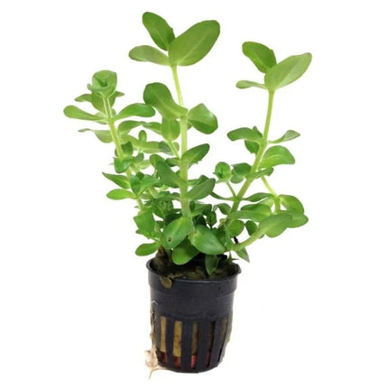 Bacopa Caroliniana  Hardy and Fragrant Stem Plant