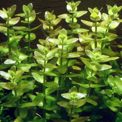 Bacopa Caroliniana  Hardy and Fragrant Stem Plant