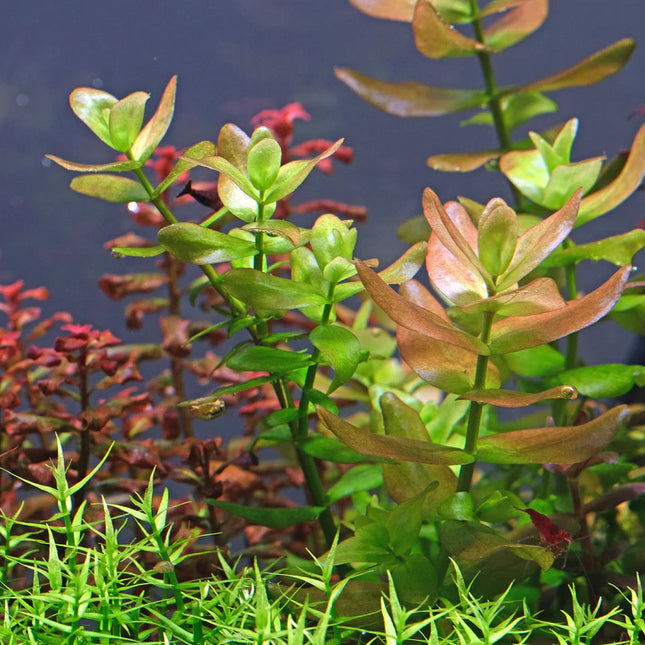 Bacopa Caroliniana  Hardy and Fragrant Stem Plant