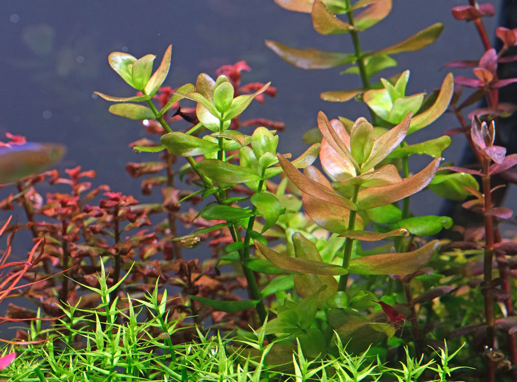 Bacopa Caroliniana  Hardy and Fragrant Stem Plant