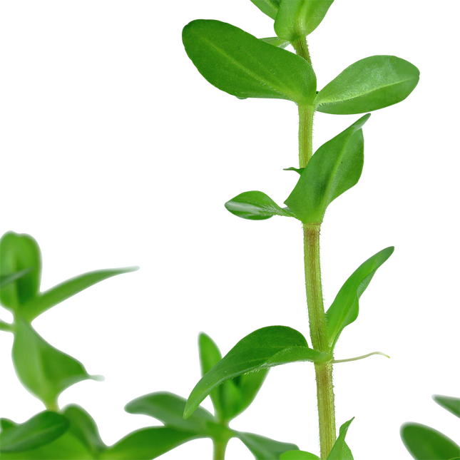 Elegant Stem of Bacopa Caroliniana