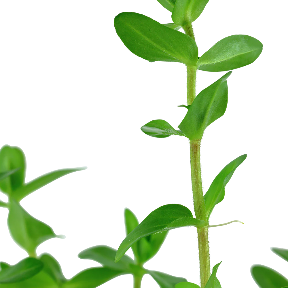 Elegant Stem of Bacopa Caroliniana