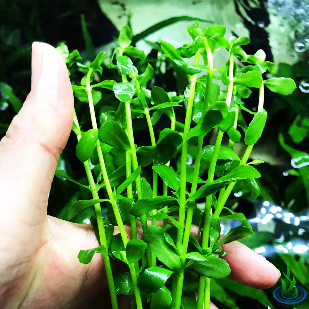Bacopa Monnieri  Low Maintenance Green Stem Plant