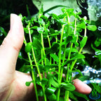 Bacopa Monnieri  Low Maintenance Green Stem Plant