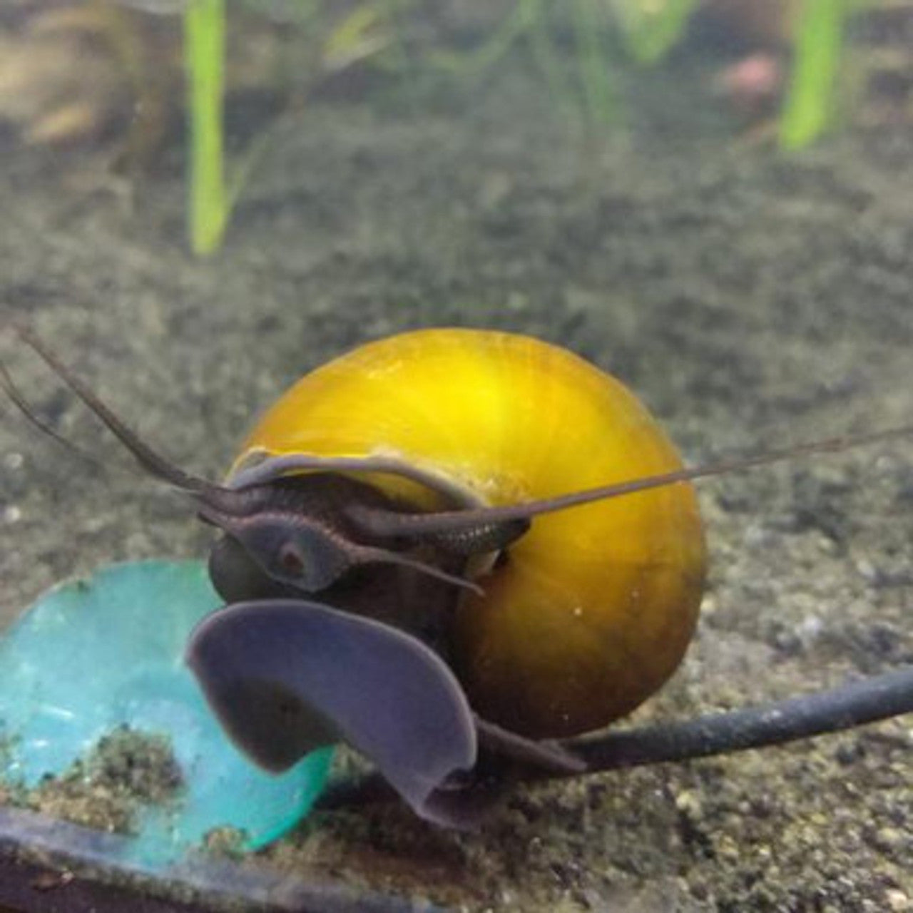 Black Apple Snail Sleek & Functional Aquarium Snail