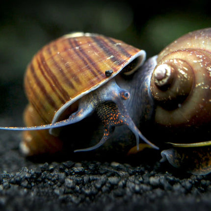 Black Apple Snail Sleek & Functional Aquarium Snail