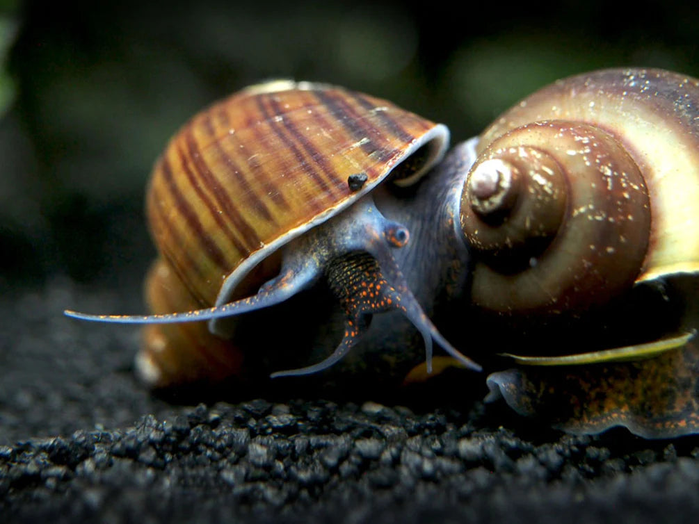 Black Apple Snail Sleek & Functional Aquarium Snail