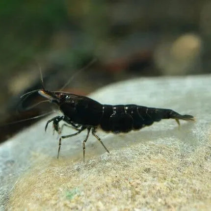 Black Marble Shrimp