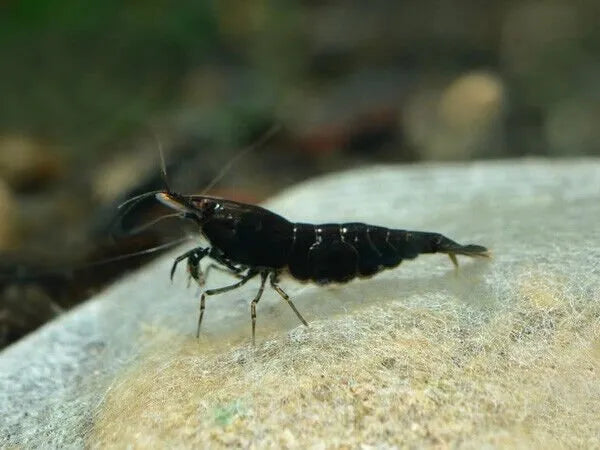 Black Marble Shrimp