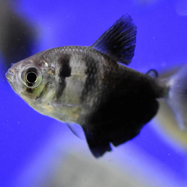 Black Widow Tetra Bold Contrast & Graceful Movement