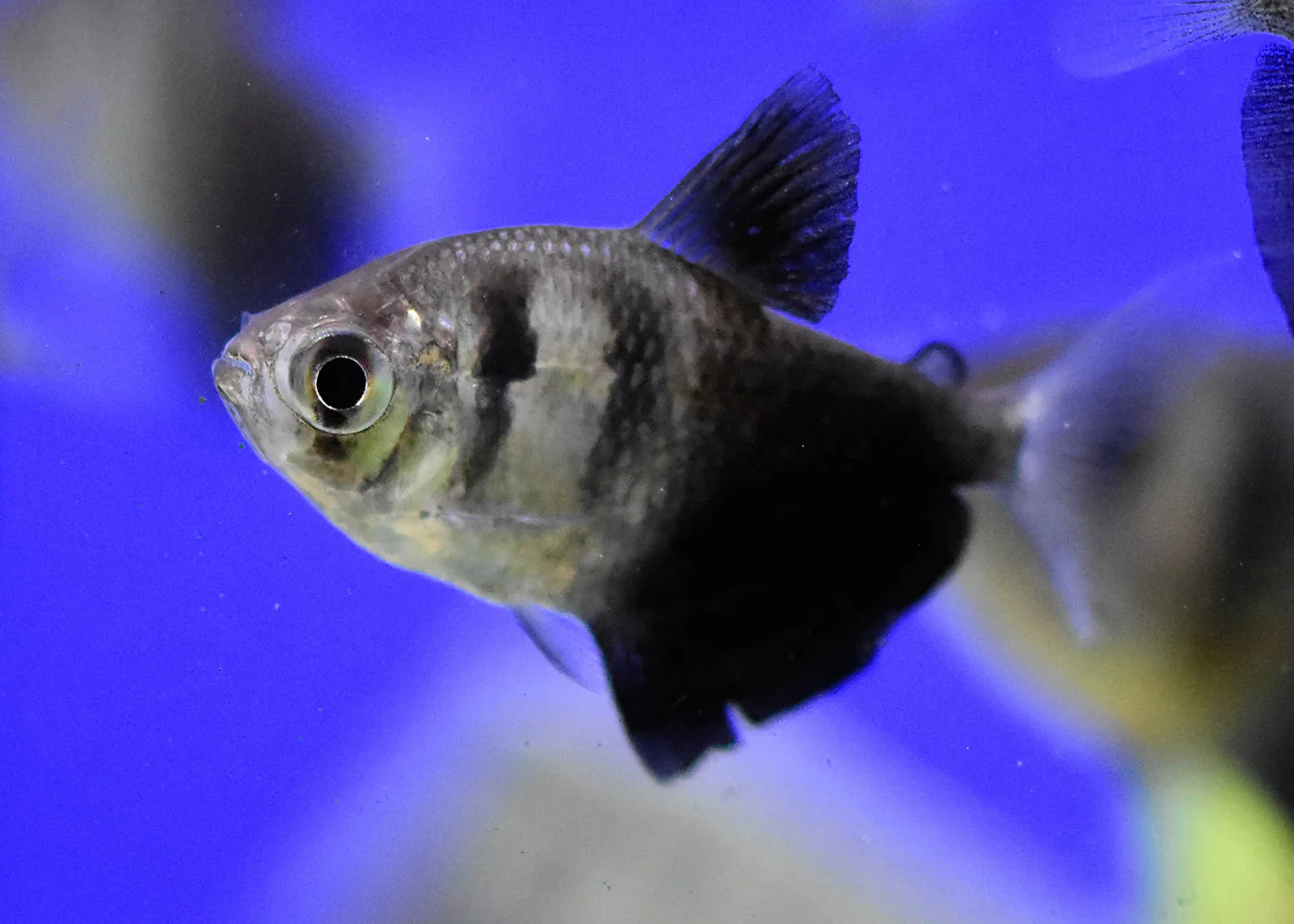 Black Widow Tetra Bold Contrast & Graceful Movement