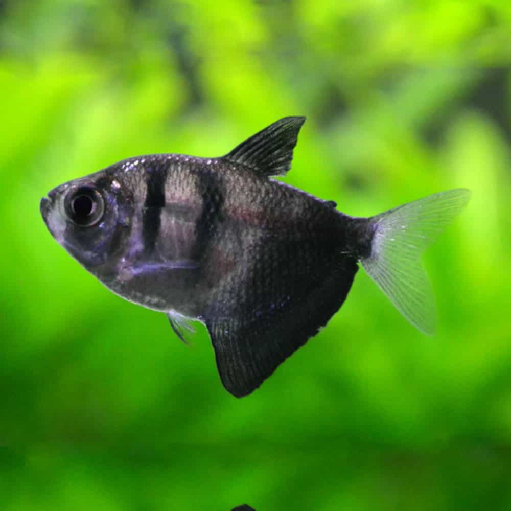 Black Widow Tetra Bold Contrast & Graceful Movement