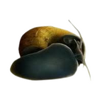 Black Apple Snail Sleek & Functional Aquarium Snail