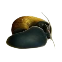 Black Apple Snail Sleek & Functional Aquarium Snail
