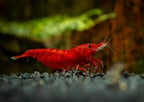 Bloody Mary Shrimp – Vibrant Freshwater Shrimp for Aquariums&nbsp;