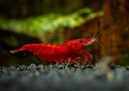 Bloody Mary Shrimp – Vibrant Freshwater Shrimp for Aquariums&nbsp;
