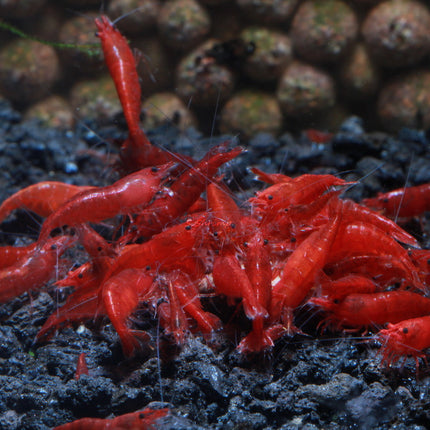Bloody Mary Shrimp – Vibrant Freshwater Shrimp for Aquariums&nbsp;