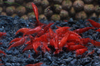 Bloody Mary Shrimp – Vibrant Freshwater Shrimp for Aquariums&nbsp;