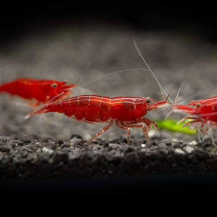 Bloody Mary Shrimp – Vibrant Freshwater Shrimp for Aquariums&nbsp;