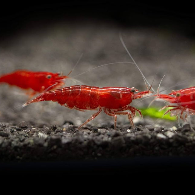 Bloody Mary Shrimp – Vibrant Freshwater Shrimp for Aquariums&nbsp;