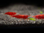 Bloody Mary Shrimp – Vibrant Freshwater Shrimp for Aquariums&nbsp;