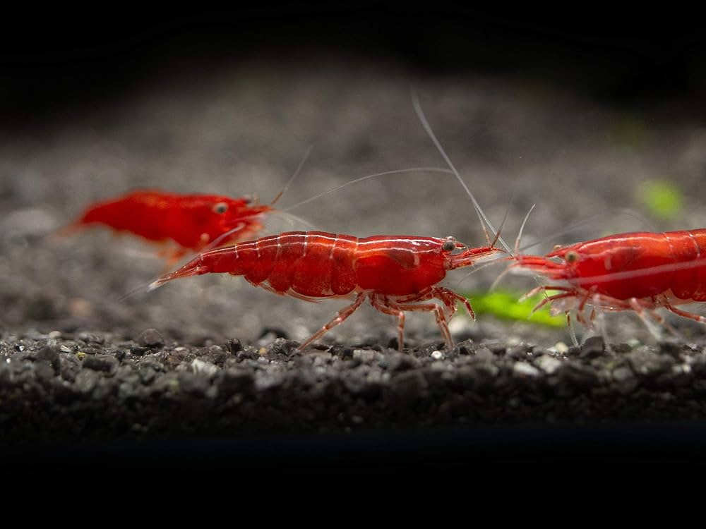 Bloody Mary Shrimp – Vibrant Freshwater Shrimp for Aquariums&nbsp;