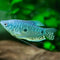 Gourami's