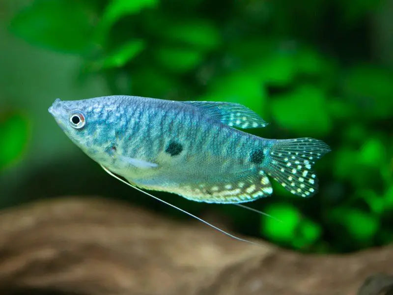 Blue Gourami (Three Spot Gourami), Colorful, and Full of Character