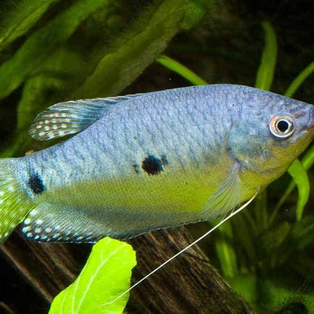 Blue Gourami (Three Spot Gourami), Colorful, and Full of Character