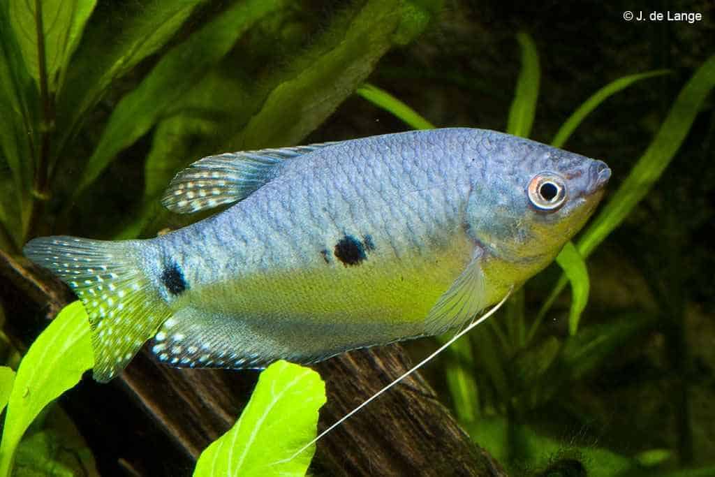 Blue Gourami (Three Spot Gourami), Colorful, and Full of Character