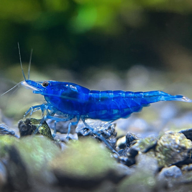 Blue Dream Shrimp – Stunning Blue Freshwater Shrimp