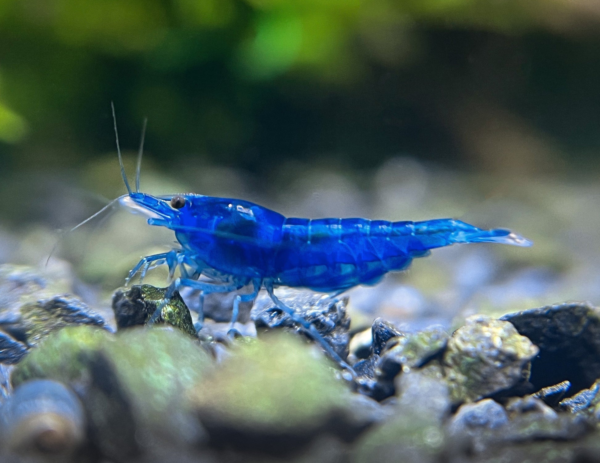 Blue Dream Shrimp – Stunning Blue Freshwater Shrimp