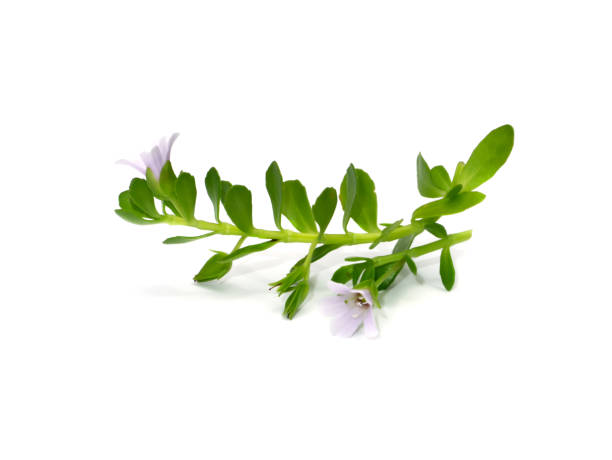 Bocopa Monneiri Stem