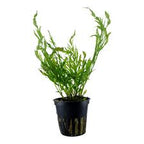 Bolbitis Fern (Bolbitis heudelotii)