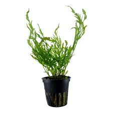 Bolbitis Fern (Bolbitis heudelotii)
