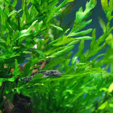 Bolbitis Fern (Bolbitis heudelotii)