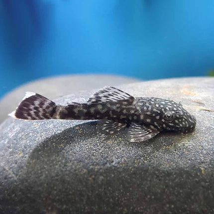 Bristlenose Pleco (Ancistrus spp.) he Ultimate Algae Cleaner for Your Tank