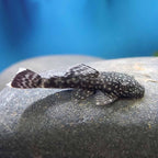 Bristlenose Pleco (Ancistrus spp.) he Ultimate Algae Cleaner for Your Tank
