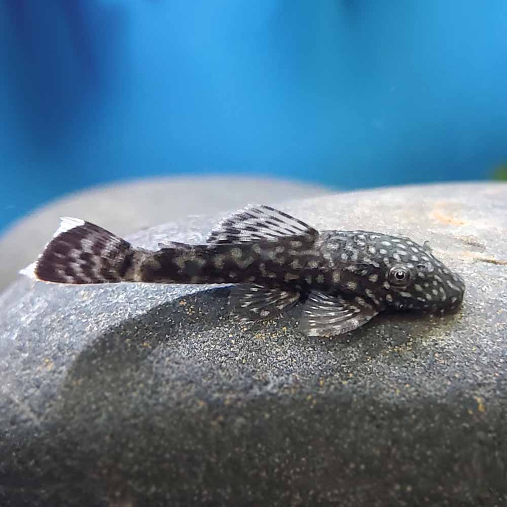 Bristlenose Pleco (Ancistrus spp.) he Ultimate Algae Cleaner for Your Tank