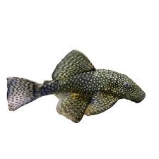 Bristlenose Pleco (Ancistrus spp.) he Ultimate Algae Cleaner for Your Tank