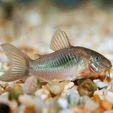 Bronze Cory