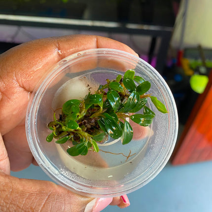 Assorted Bucephalandra in Tub – Sold Individually