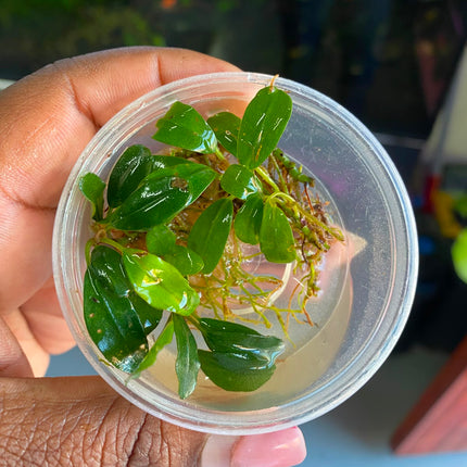 Assorted Bucephalandra in Tub – Sold Individually