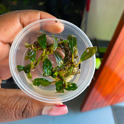 Assorted Bucephalandra in Tub – Sold Individually