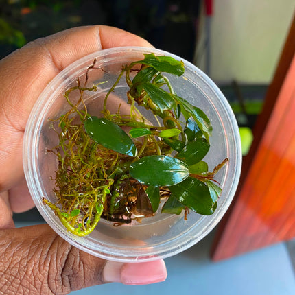 Assorted Bucephalandra in Tub – Sold Individually