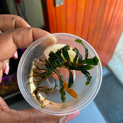Assorted Bucephalandra in Tub – Sold Individually