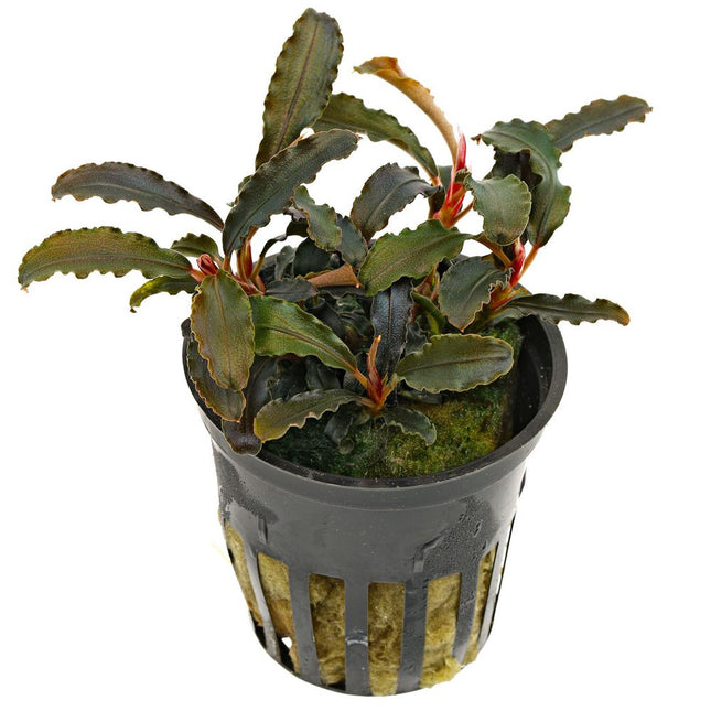 Bucephalandra sp. ‘Brownie’