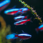 Cardinal Tetra- Vibrant, Peaceful Freshwater Community Fish