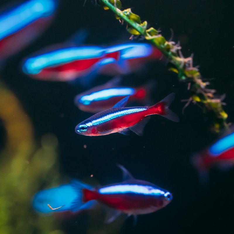 Cardinal Tetra- Vibrant, Peaceful Freshwater Community Fish