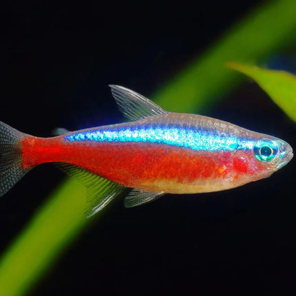 Cardinal Tetra- Vibrant, Peaceful Freshwater Community Fish